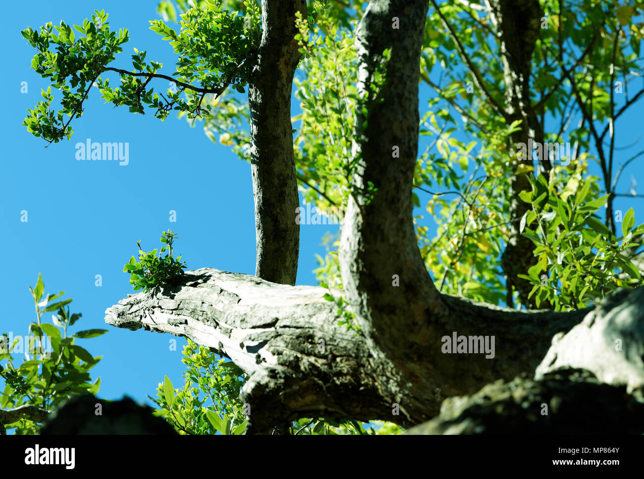 Albero, piante, nuova crescita di foglie su pianta vecchia, bellezza in natura, sfondi, ciclo di vita, alberi in crescita Foto Stock