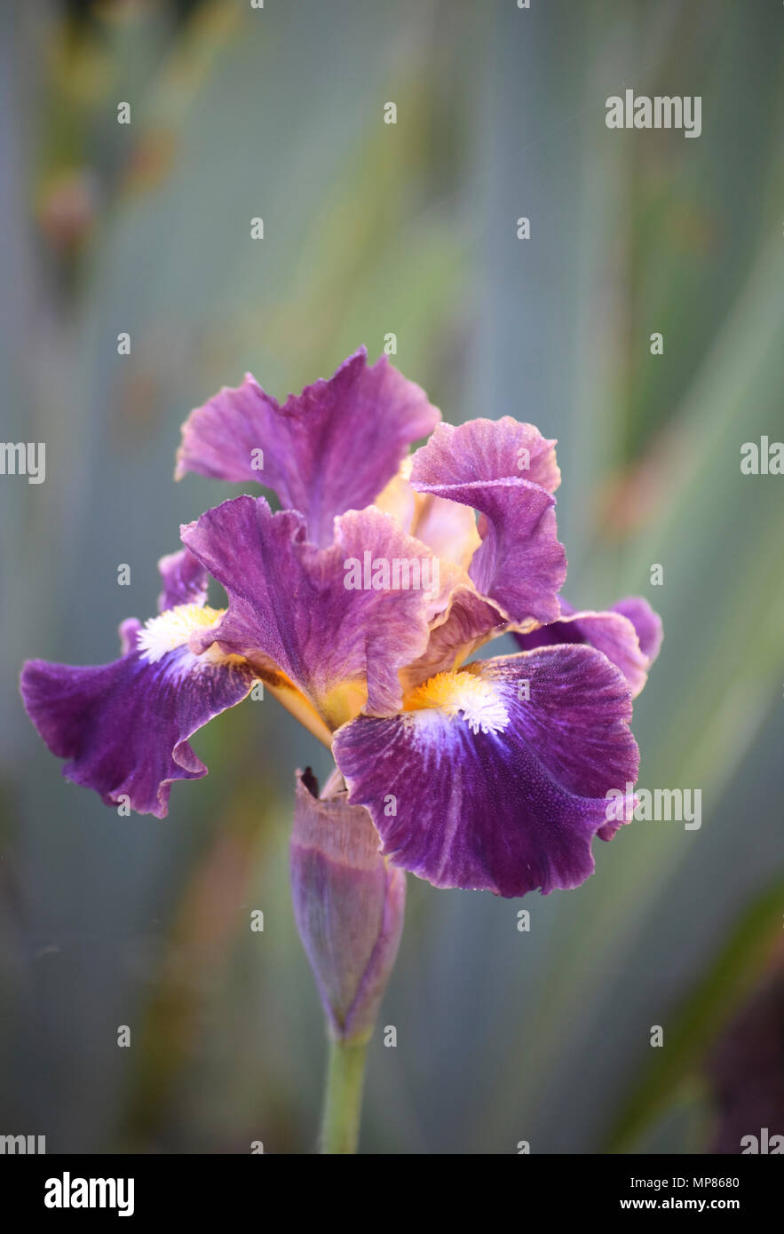 Bearded Iris Foto Stock