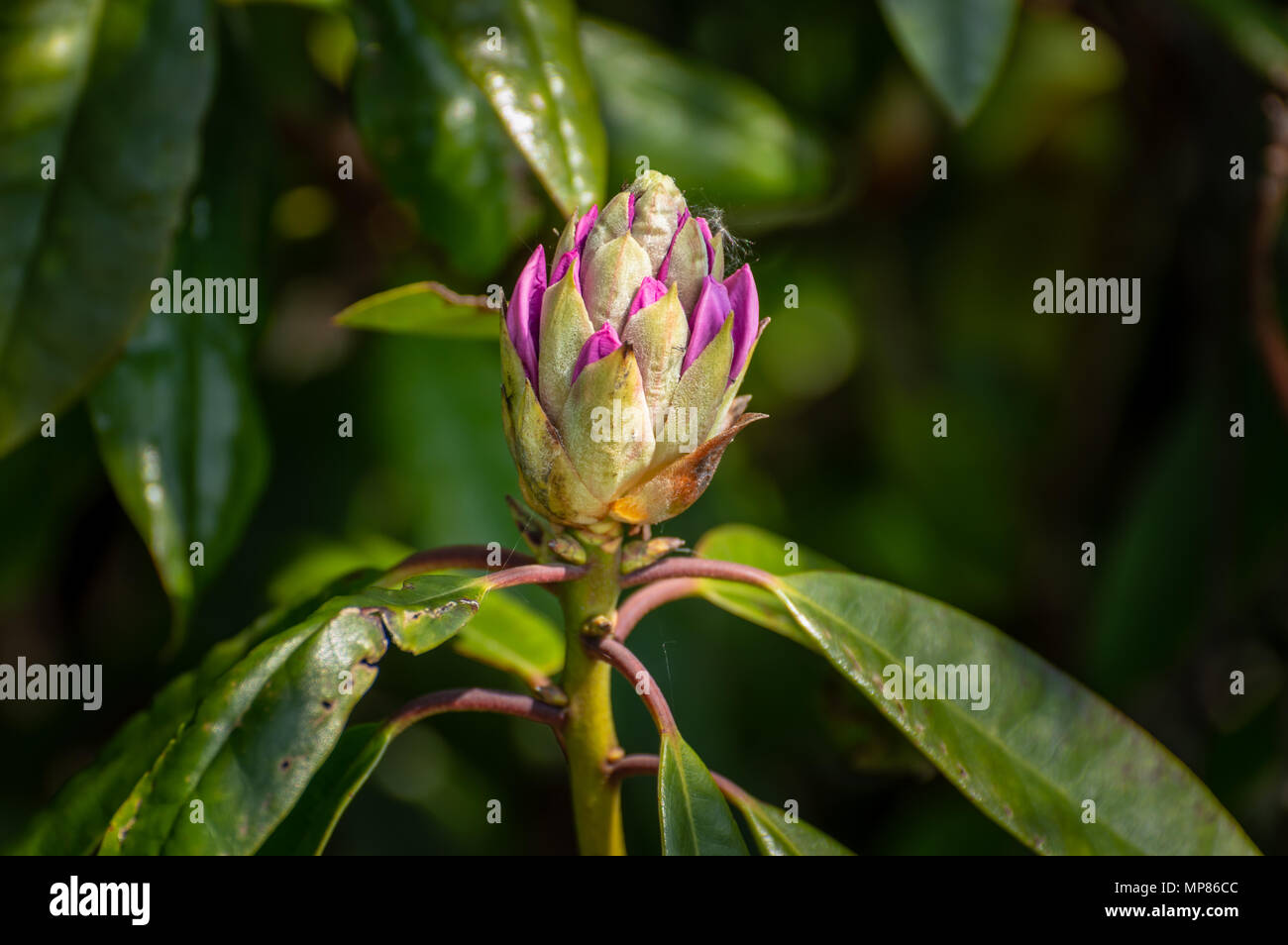 Vivacemente colorato nel sole rosa e viola rhododendron bud contro un naturale sfondo verde, utilizzando una profondità di campo ridotta. Foto Stock