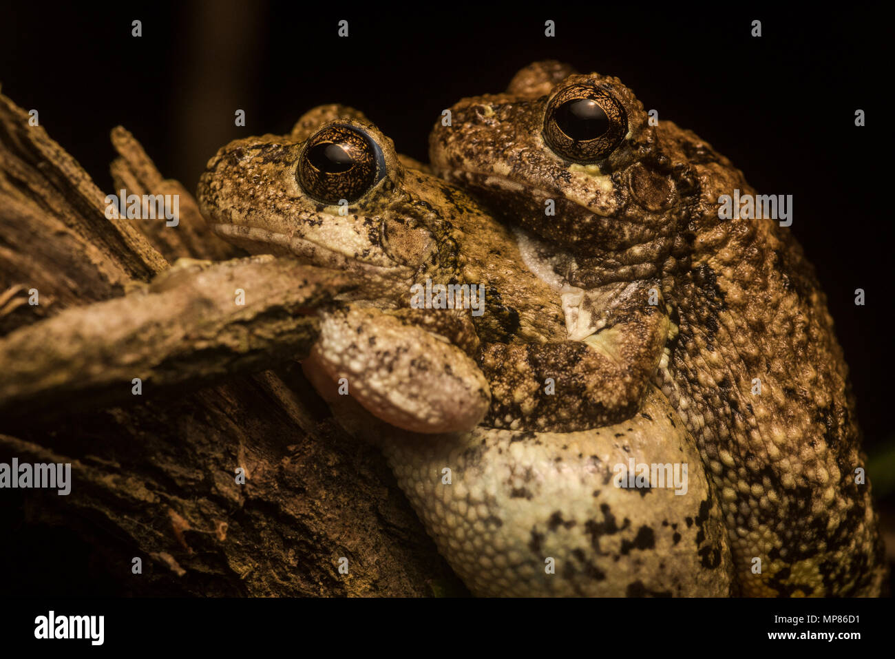 Il Cope Treefrogs grigio dal North Carolina in amplexus, il più piccolo contiene maschio su femmina fino a che ella depone le uova ed egli li fertilizza. Foto Stock