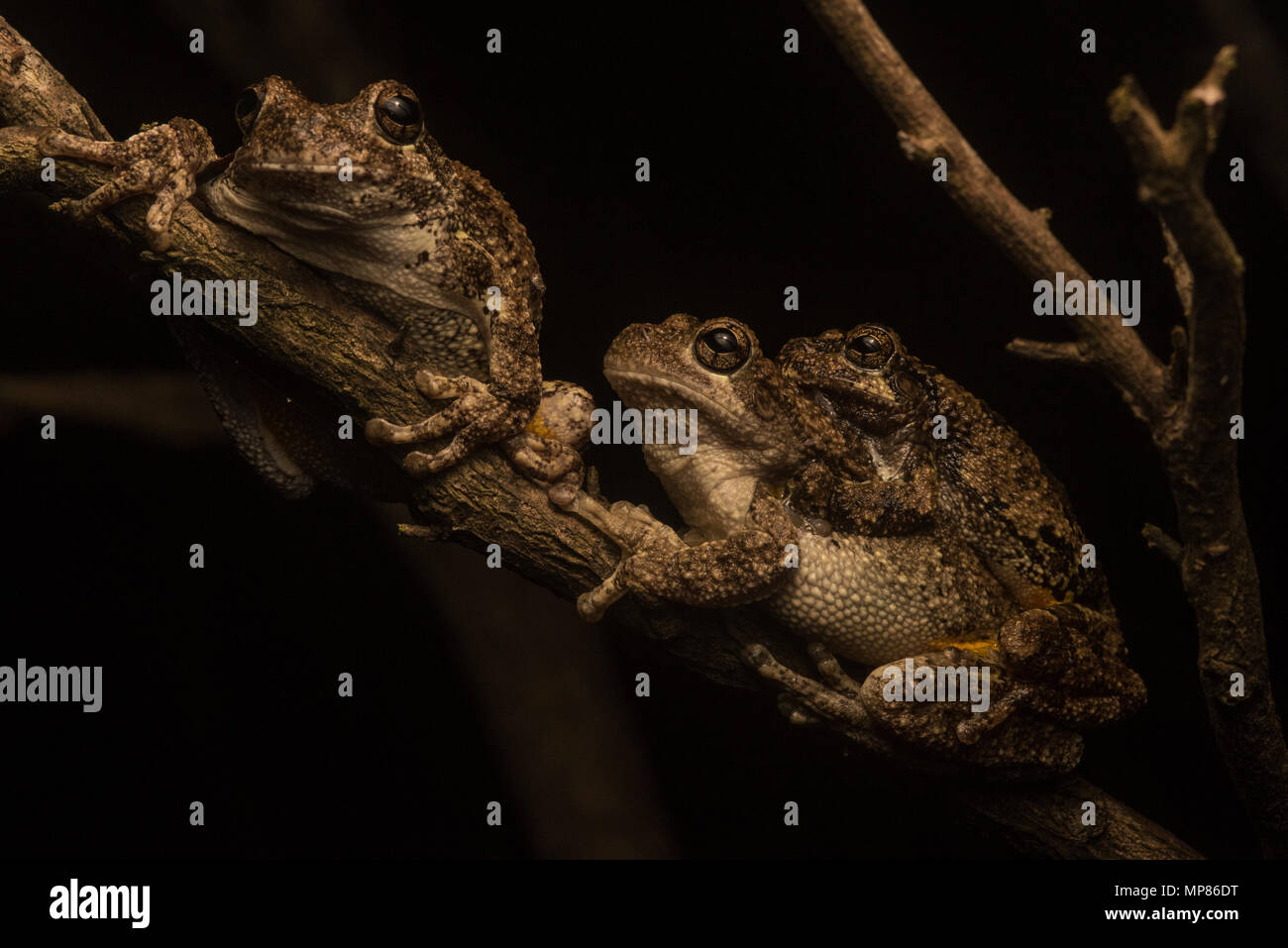 Il Cope Treefrogs grigio dal North Carolina in amplexus, il più piccolo contiene maschio su femmina fino a che ella depone le uova ed egli li fertilizza. Foto Stock