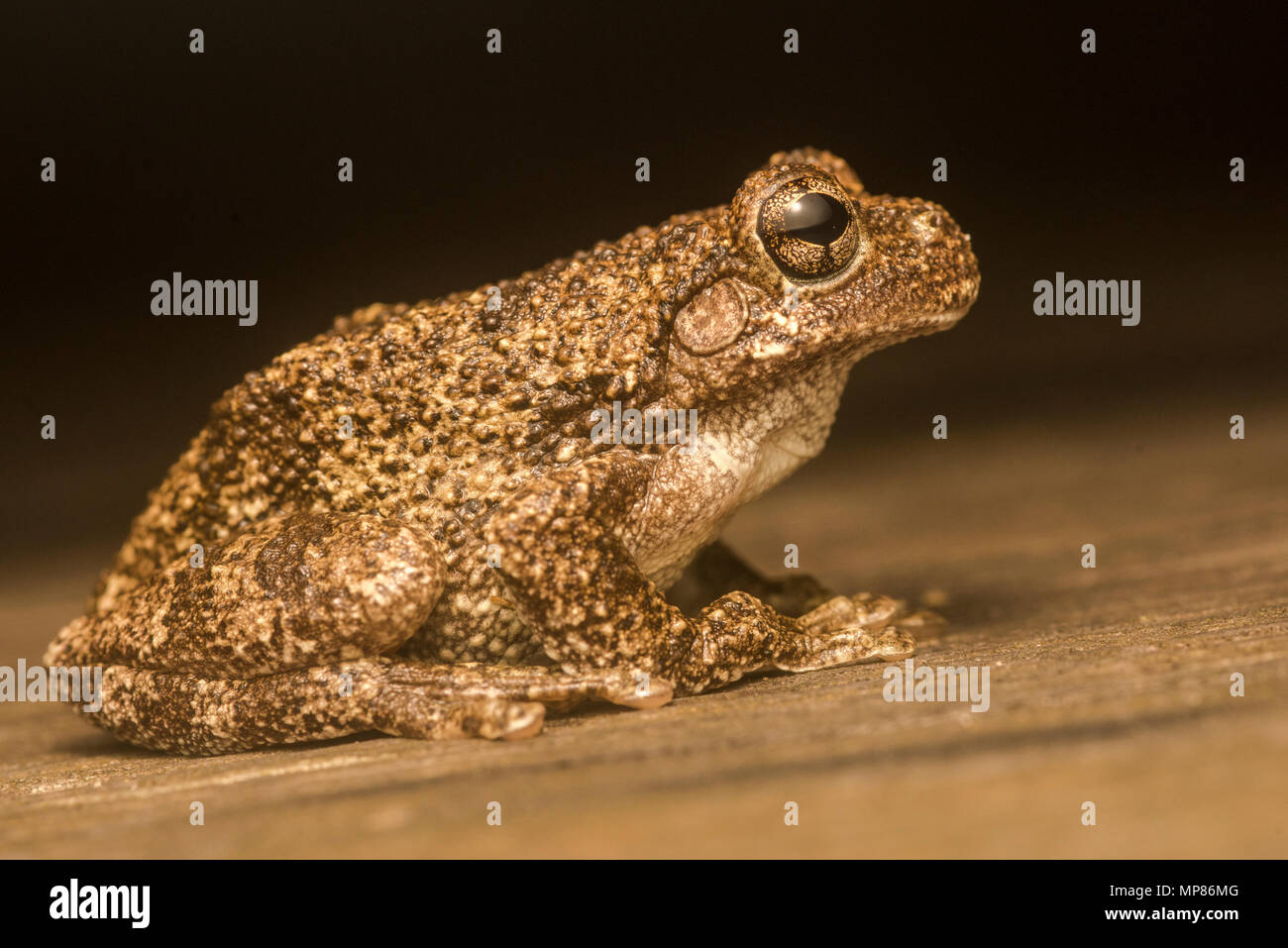 Il Copes treefrog grigio (Hyla chrysoscelis) in alcune zone sono sympatric con il grigio treefrogs (Hyla versicolor) e possono essere differenziate tramite la chiamata. Foto Stock