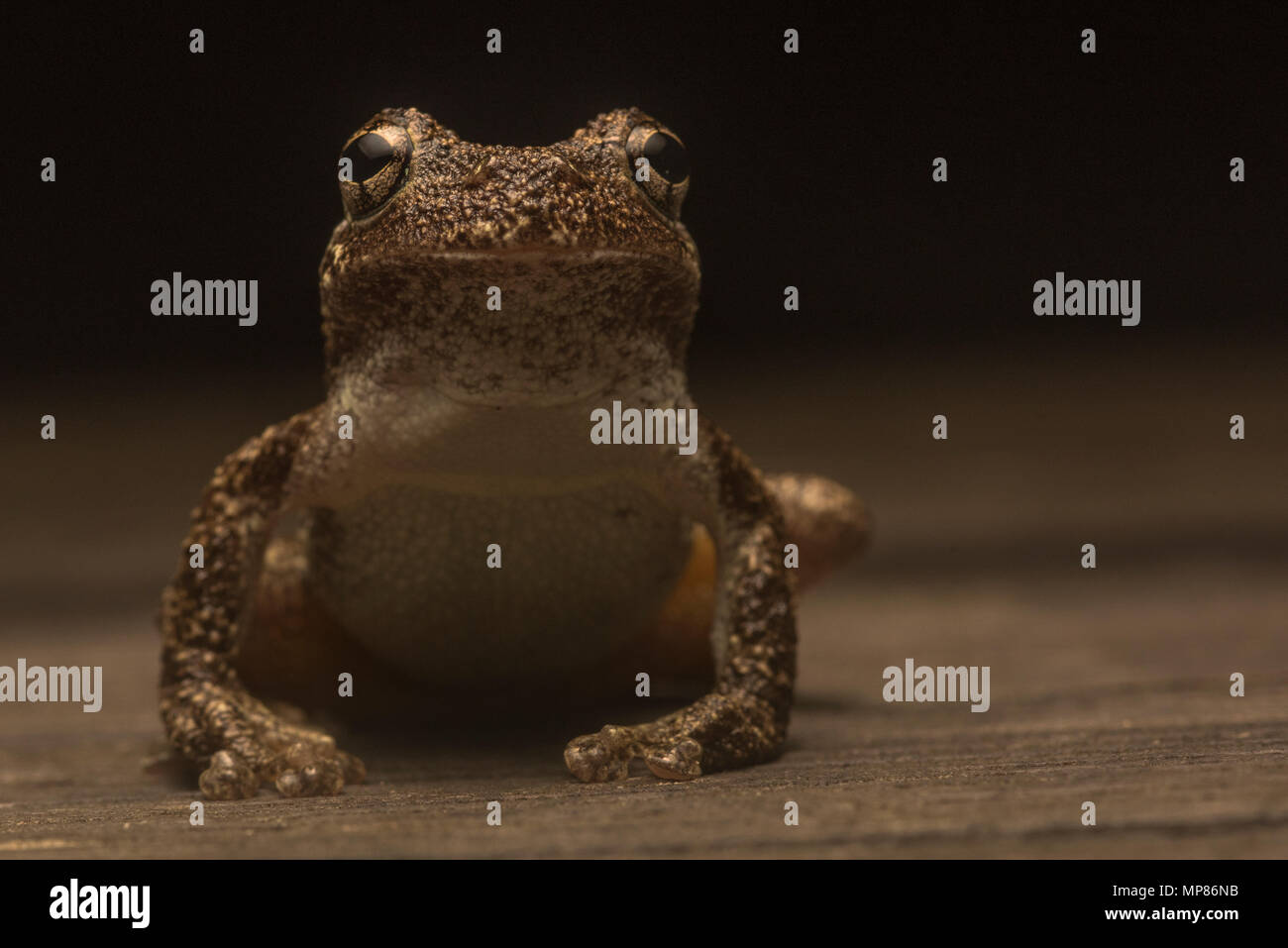 Il Copes treefrog grigio (Hyla chrysoscelis) in alcune zone sono sympatric con il grigio treefrogs (Hyla versicolor) e possono essere differenziate tramite la chiamata. Foto Stock