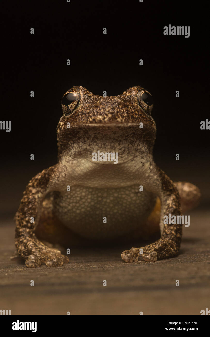 Il Copes treefrog grigio (Hyla chrysoscelis) in alcune zone sono sympatric con il grigio treefrogs (Hyla versicolor) e possono essere differenziate tramite la chiamata. Foto Stock
