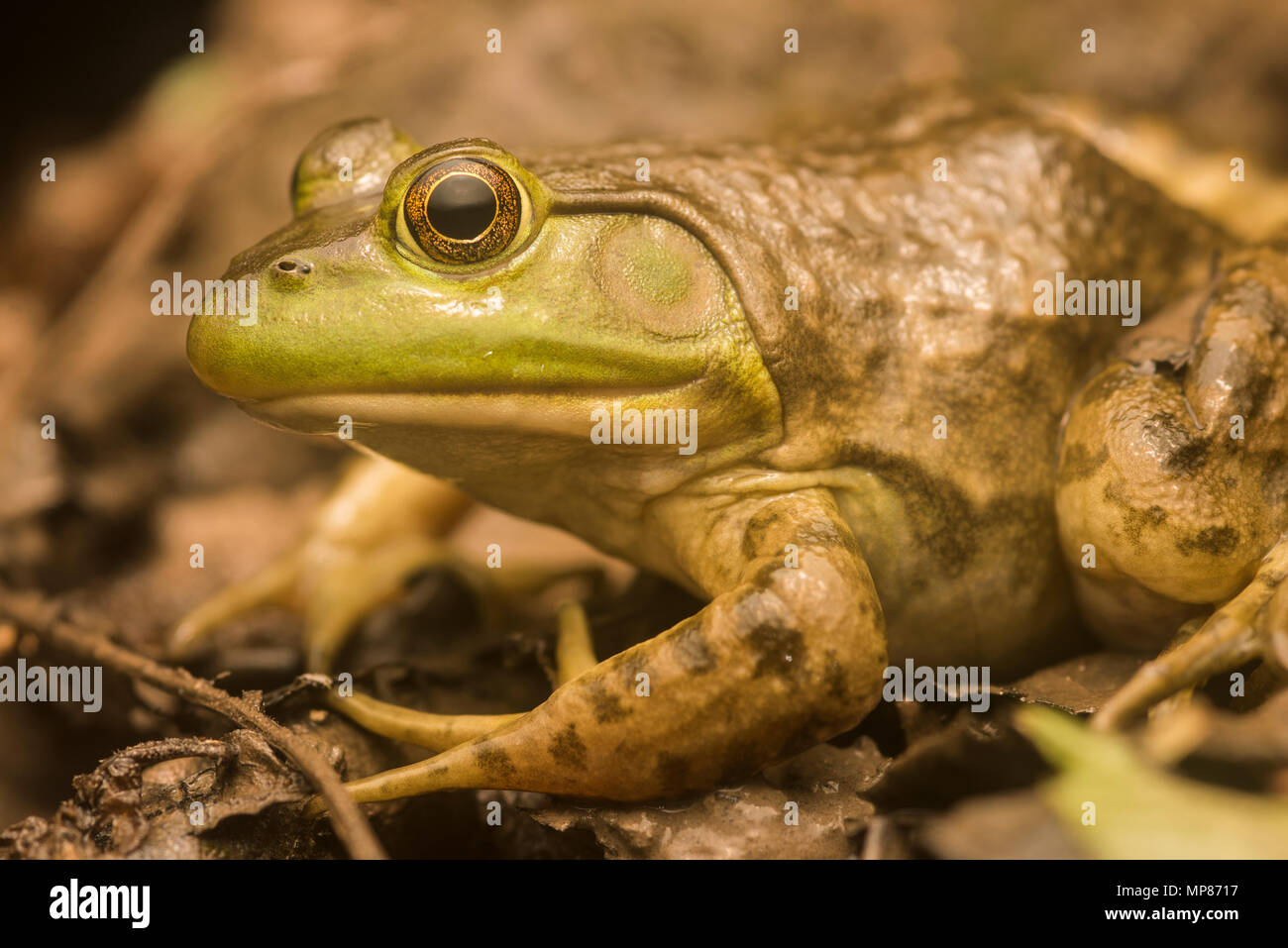 Un american bullfrog (Lithobates catesbeianus) da North Carolina. Simili a rane verdi, il miglior modo per dire a parte è la piega dorsolateral. Foto Stock