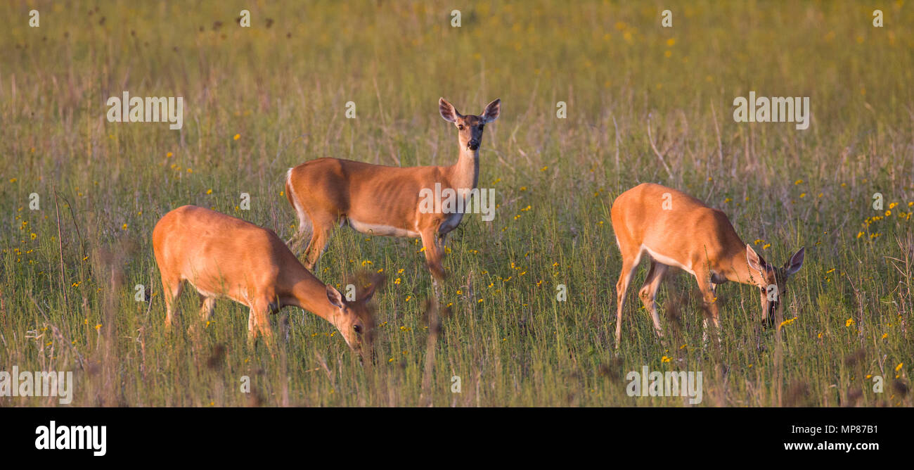 Cervi selvatici in Myakka River State Park in Sarasota Florida Foto Stock