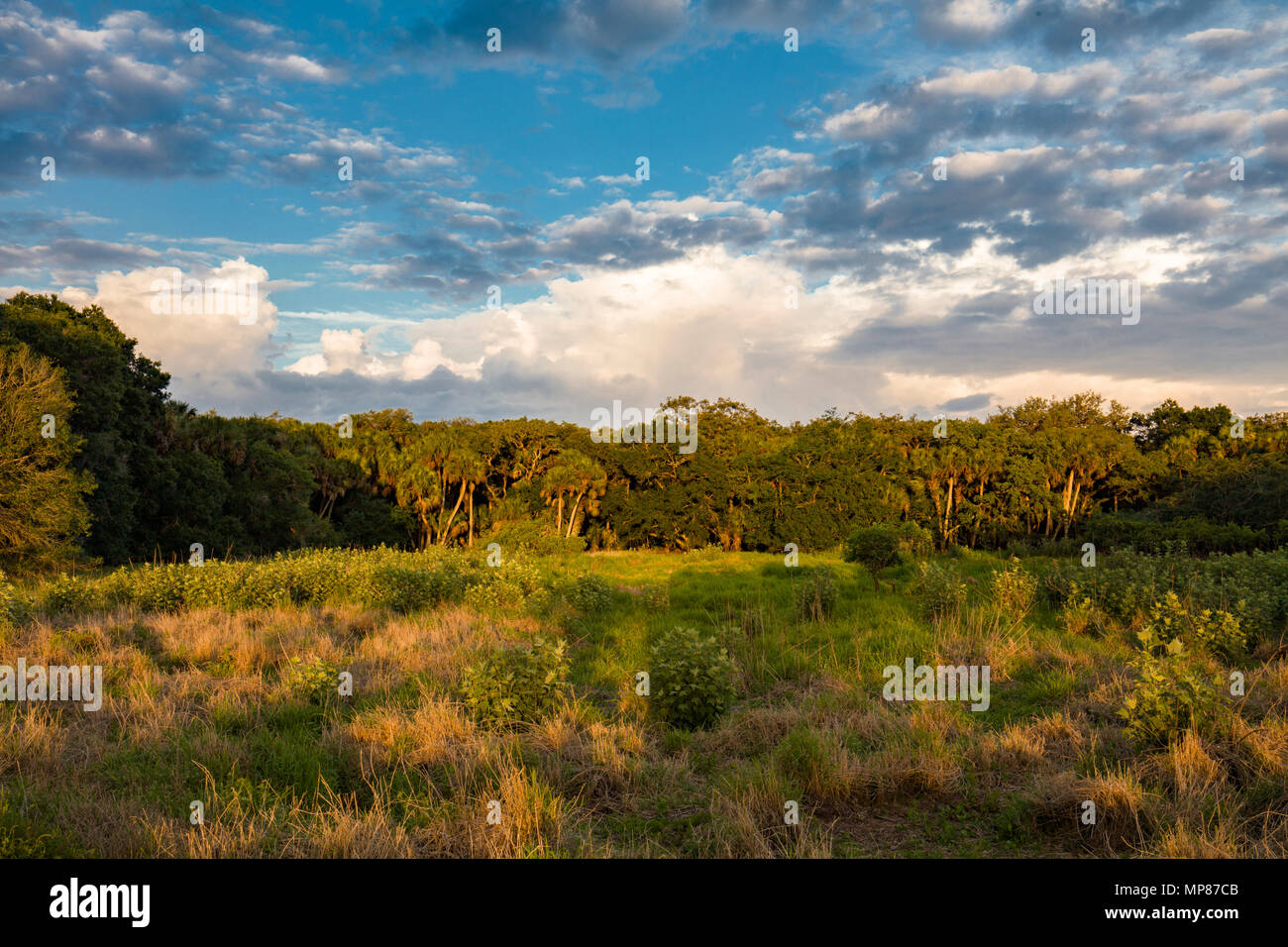 Nel tardo pomeriggio di sole sulla Myakka River State Park in Sarasota Florida Foto Stock