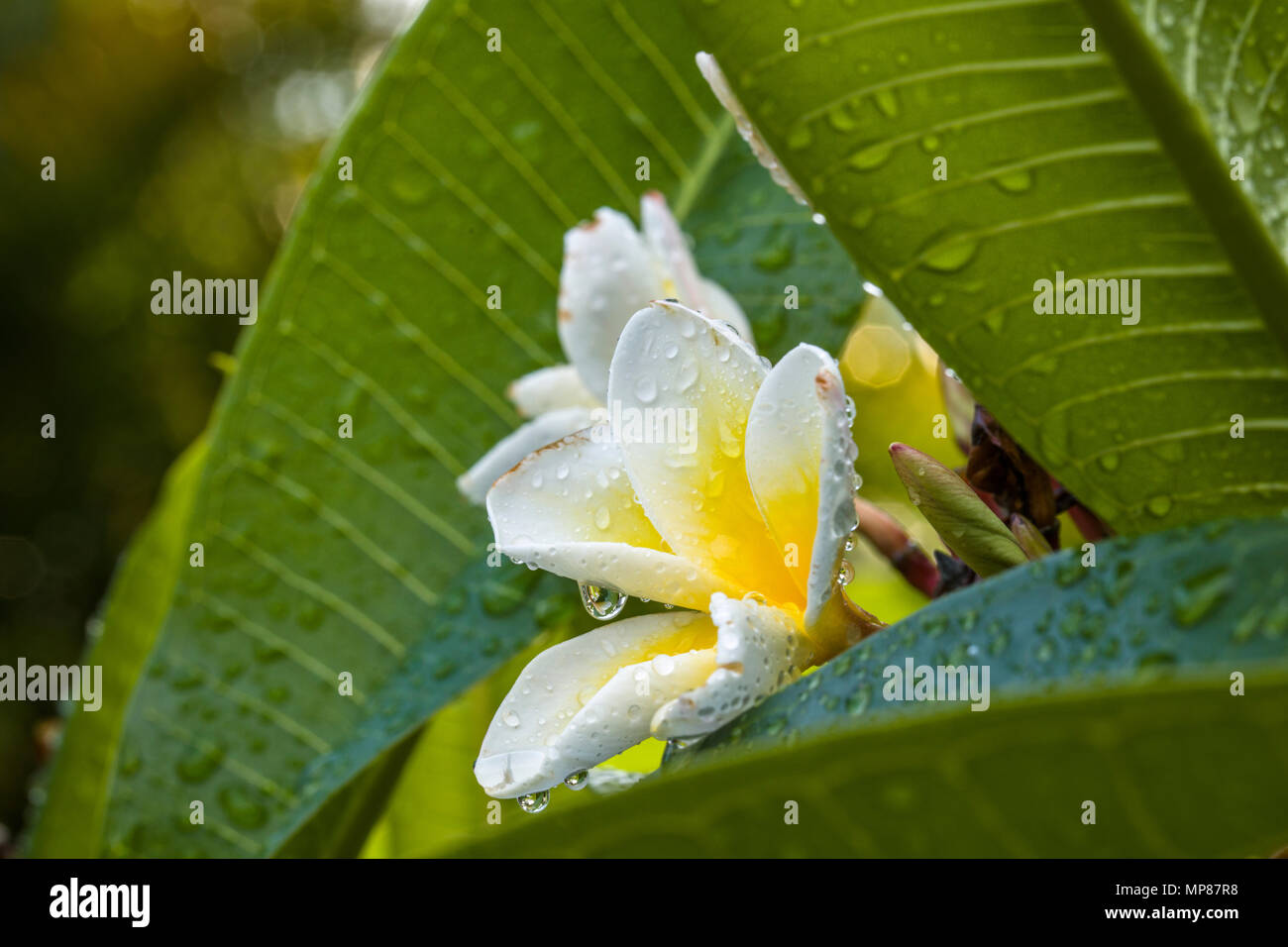 Gocce di pioggia sul singolo Plumeria bianco con centro giallo fiore, isolate, isolata, noto anche come ghirlanda di fiori e di frangipani Foto Stock