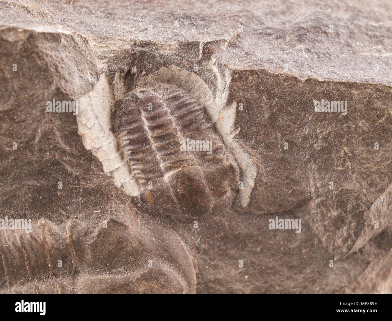 Fossile di un trilobiti (Ellipsocephalus hoffi) dal Cambriano della Repubblica ceca Foto Stock