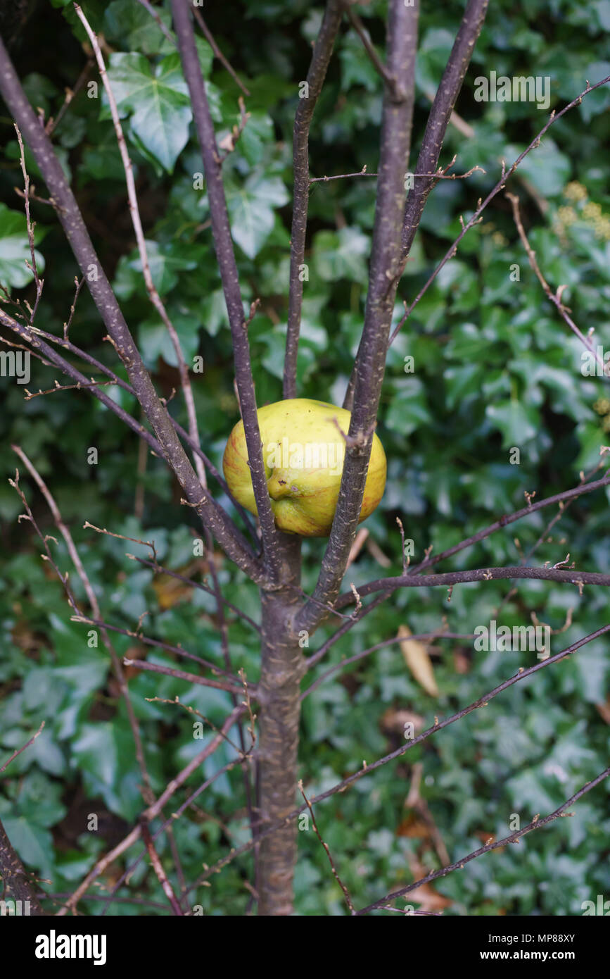 Una manna apple catturati nei rami di una boccola Foto Stock