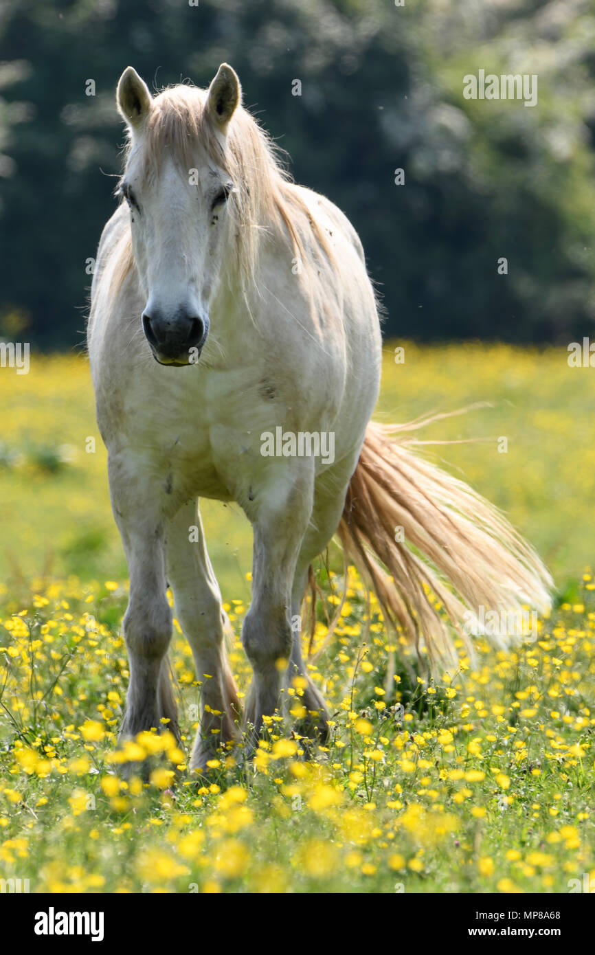 Il cavallo in un campo di fiori gialli Foto Stock