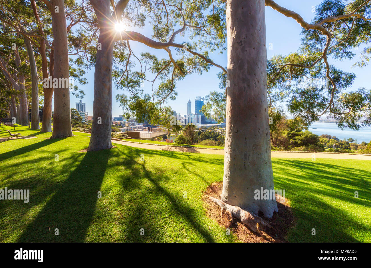 Al profumo di limone alberi di gomma (Corymbia citriodora) rivestimento Fraser Avenue in Kings Park, con la città di Perth e il fiume Swan nella distanza. Perth, Australia Foto Stock