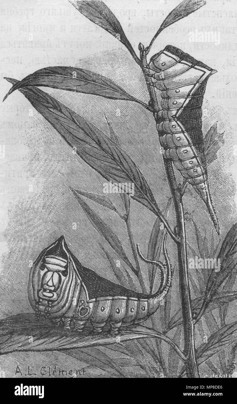 Caterpillar. Dicranura vinula.Vintage illustrazioni incise. Pubblicato nella rivista nel 1900 Foto Stock