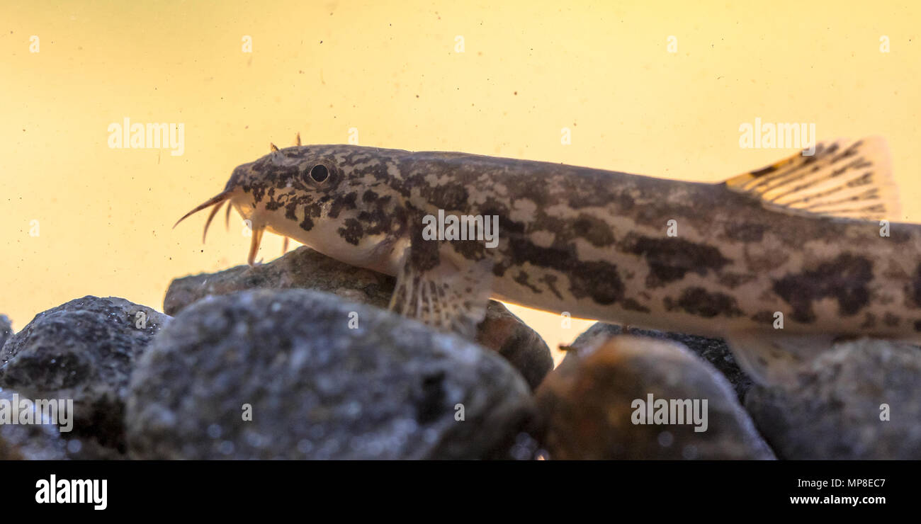Stone loach (Barbatula barbatula) è una specie di acqua fresca ray-alettato di pesce nella famiglia Nemacheilidae Foto Stock