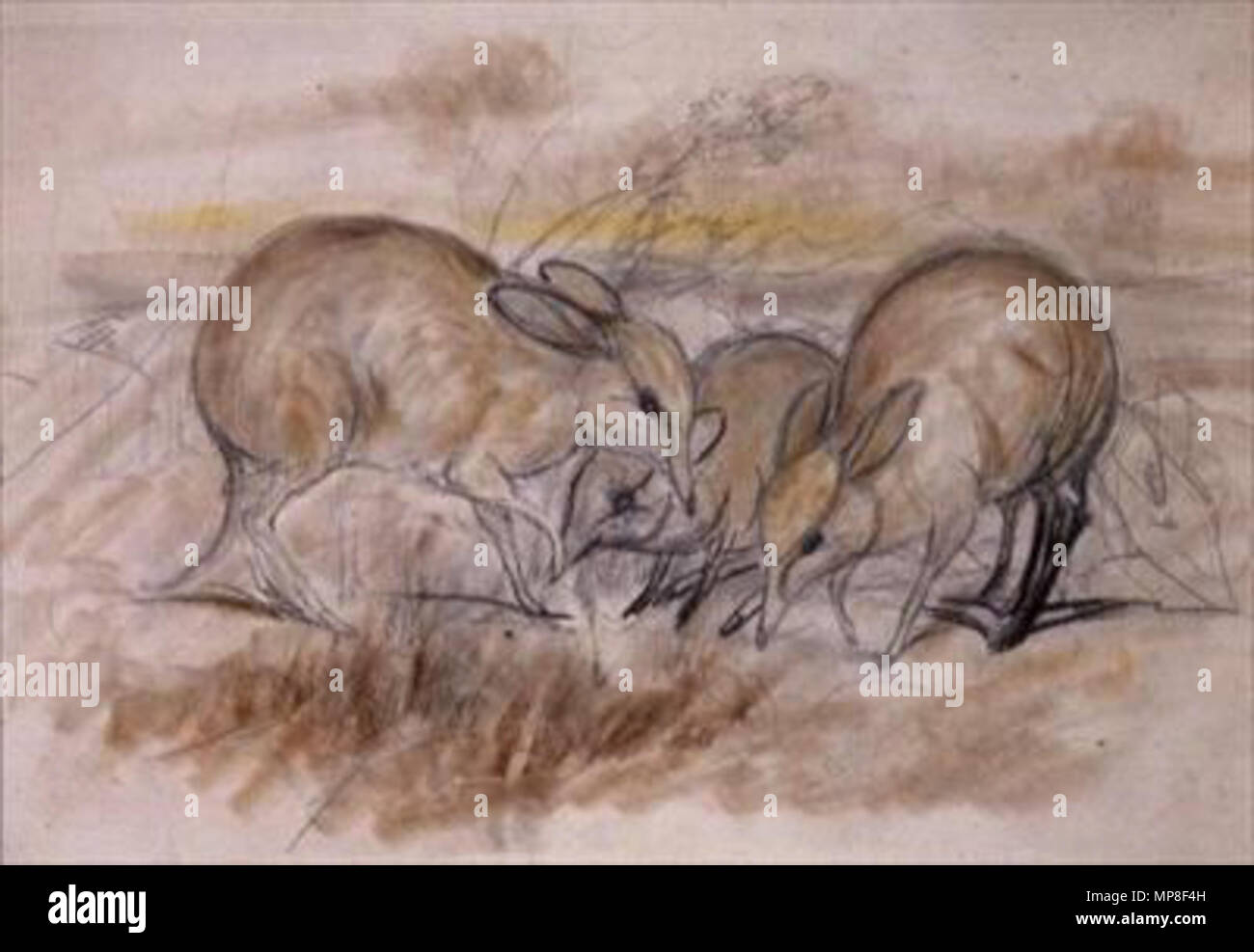 Inglese: Pig-footed bandicoot. Inglese: un disegno del maiale-footed bandicoot (Chaeropus ecaudatus), un piccolo marsupiale delle zone aride e semi-aride pianure dell Australia che è presunta estinta. . Xix secolo.. 732 Giovanni Gould, Pig-footed Bandicoot (XIX secolo) Foto Stock