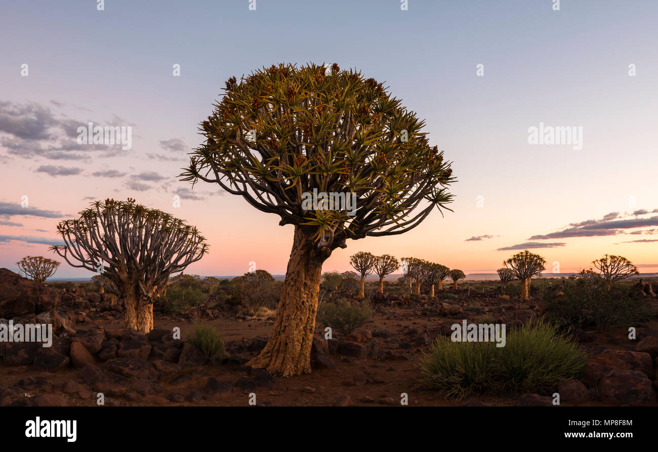 Faretra alberi nella faretra Tree Forest, Keetmanshoop, Namibia. Foto Stock