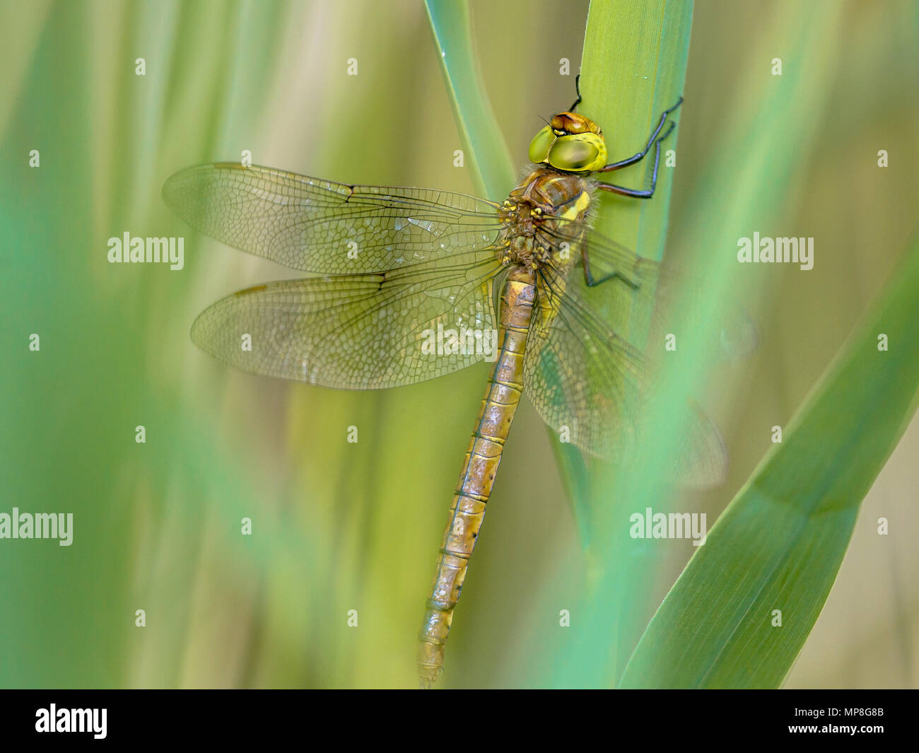 Green-eyed hawker (Aeshna isoceles) dragonfly poggiante su reed con sfocato sfondo verde Foto Stock