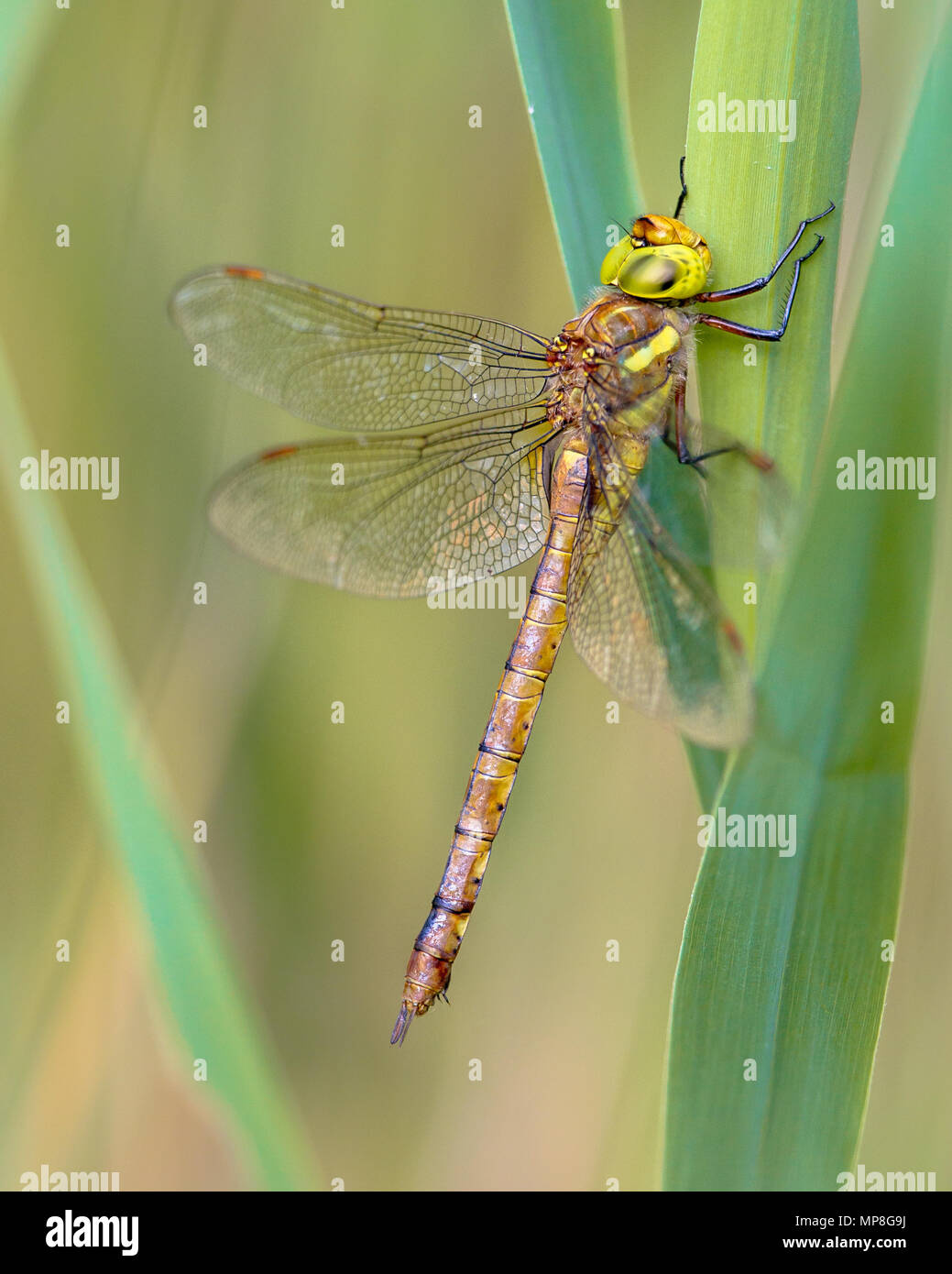 Green-eyed hawker (Aeshna isoceles) di appoggio nella vegetazione reed Foto Stock