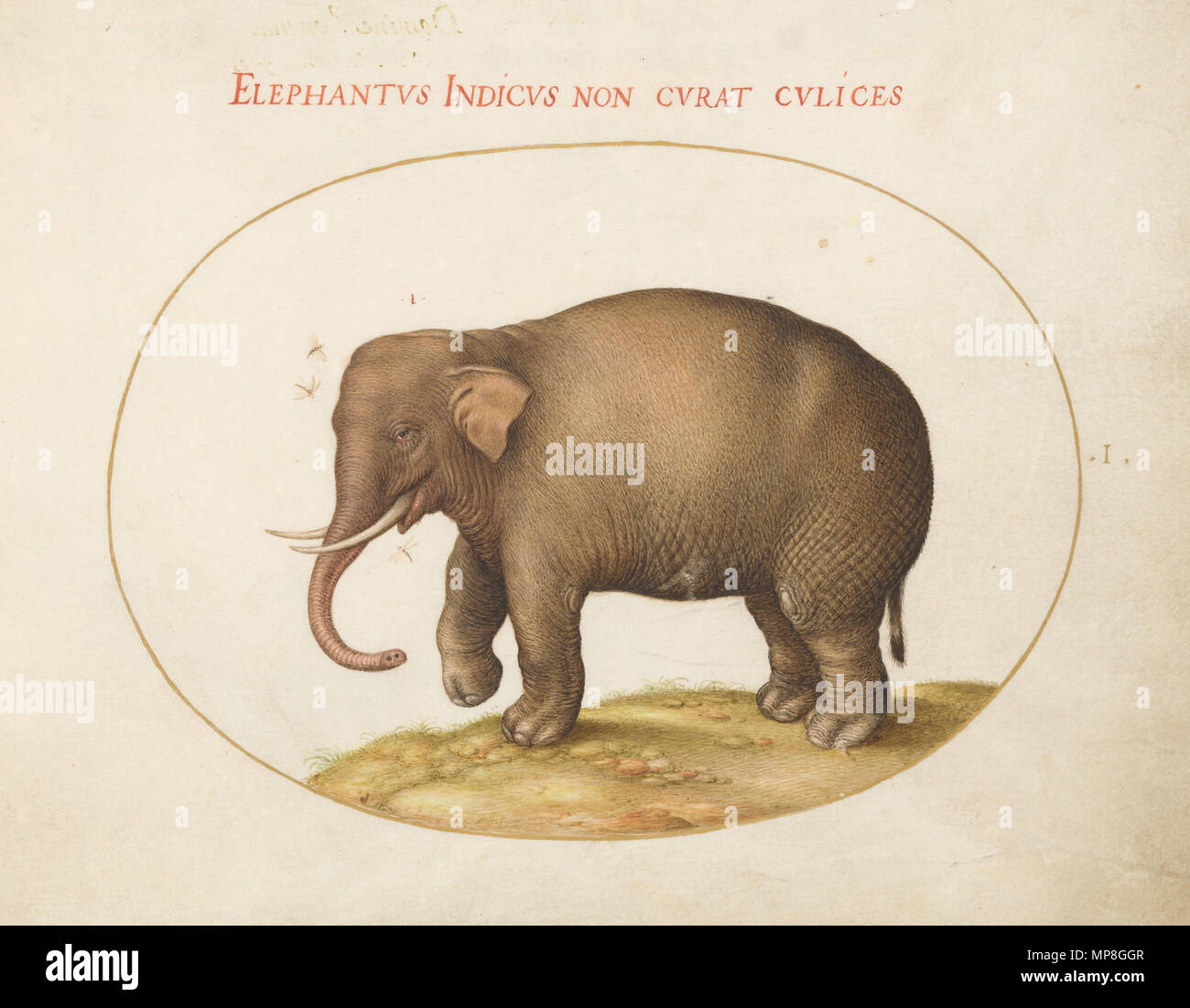 Disegno; acquarello e tempera, con bordo ovale in oro, su pergamena; le dimensioni di pagina (approssimativo): 14,3 x 18,4 cm (5 5/8 x 7 1/4 in.); inglese: Animalia Qvadrvpedia et Reptilia (Terra)- La piastra I . Dalla serie denominata Animalia rationalia et insecta (ignis); Animalia quadrupedia et reptilia (terra) ; Animalia aquatilia et conchiliata (aqua); e Animalia volatilia et amphibia (aier) (indicato anche come i quattro elementi) . circa 1575/1580. 738 Joris hoefnagel - Animalia Qvadrvpedia et Reptilia (Terra)- La piastra I Foto Stock