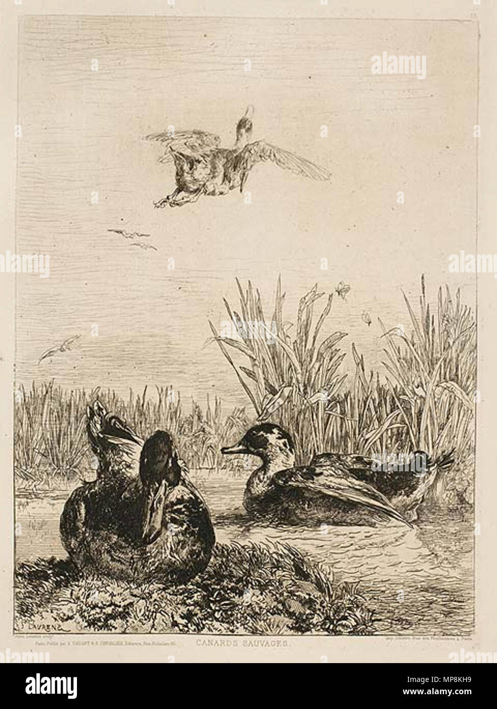 . Français : Canards sauvages. Il rotocalco imprimée par Auguste Delâtre (1822-1907) . 1862. Jules Laurens (1825-1901) 750 Jules Laurens 12 Foto Stock