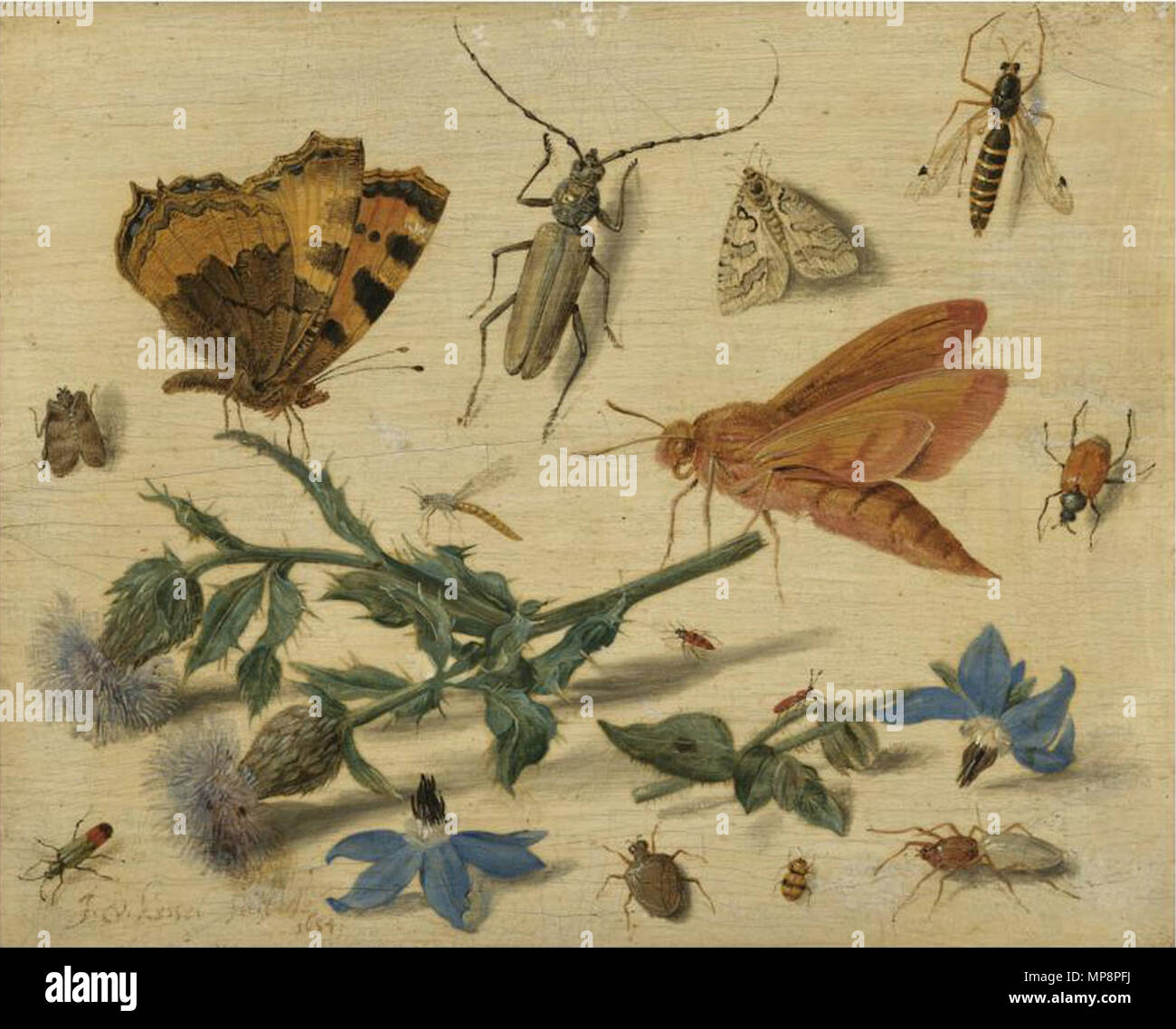 Nederlands: Vlinders, motten en insecten, incontrato spray van distel en la borragine inglese: farfalle e falene e insetti con spruzzi di creeping Thistle e Borragine di Jan van Kessel il Vecchio, 1654, la National Gallery di Londra 1654. 763 Jan van Kessel de Oude - Vlinders en andere insecten incontrato spray van distel en la borragine Foto Stock