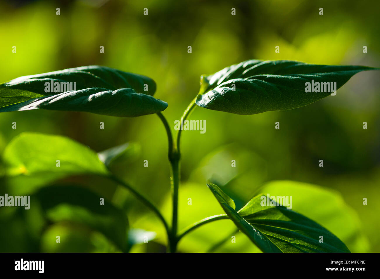 Boccola di lilla nella foresta impostazione con luce solare retroilluminato. Foto Stock