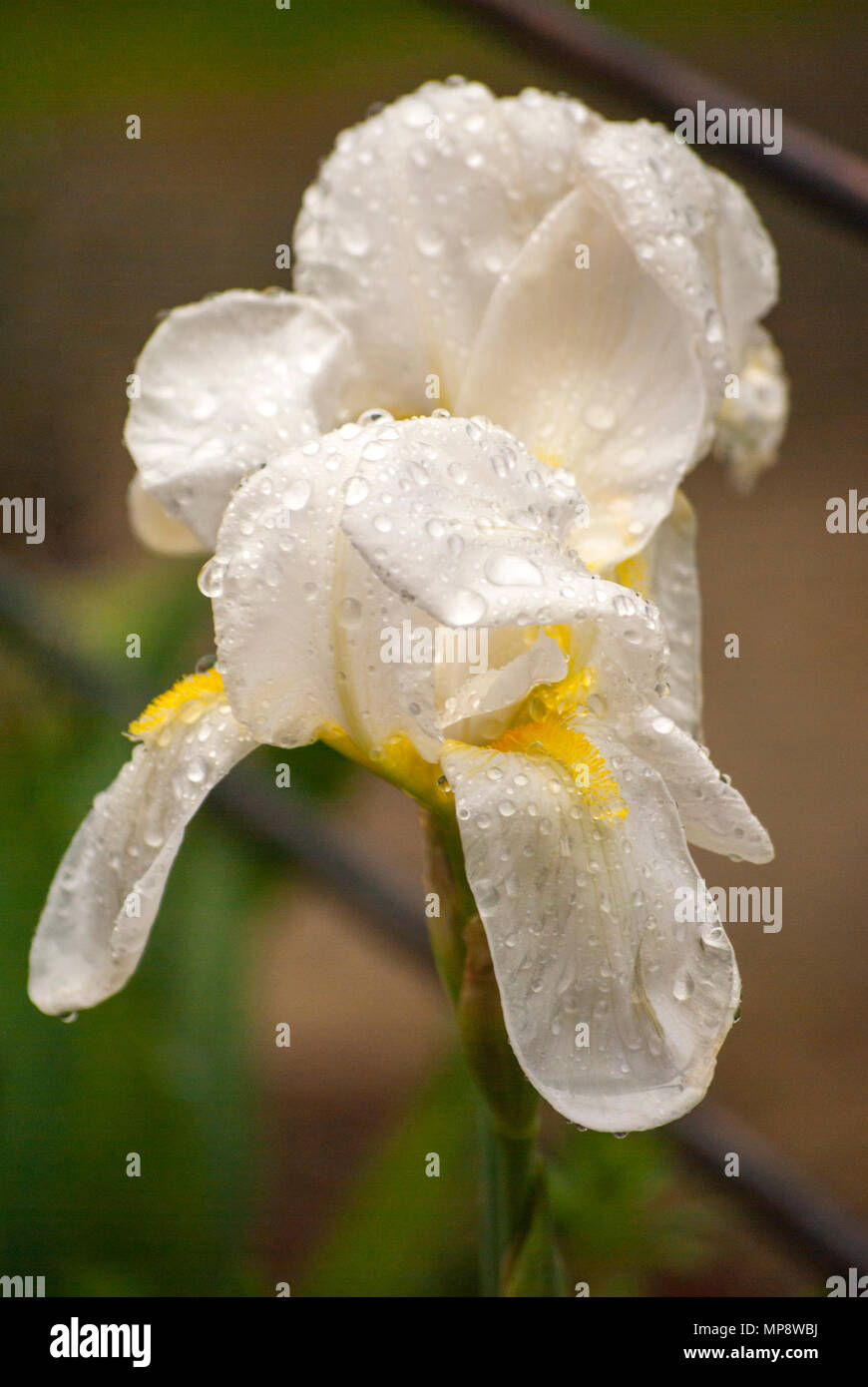 Bella bianca e iris gialla con alcune gocce di acqua su i loro petali. Foto Stock