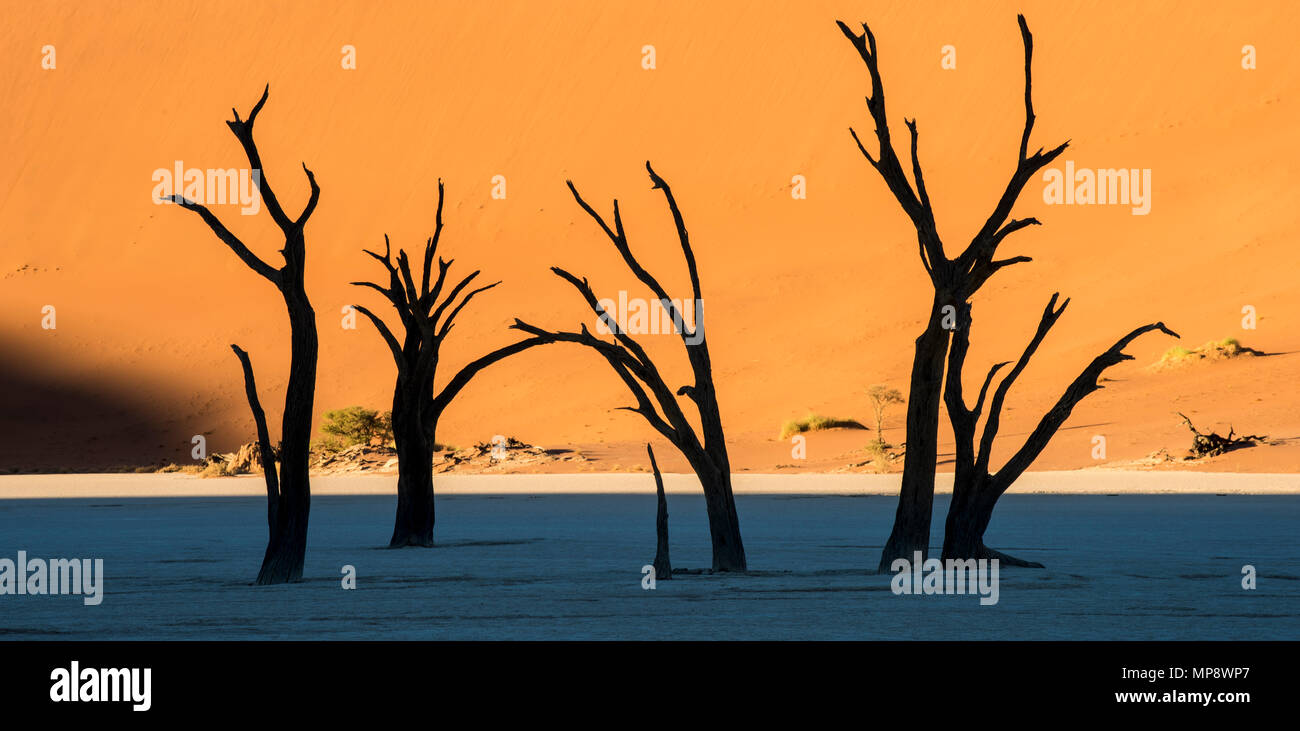 Fortemente bella Deadvlei, Sossusvlei, Namib-Naukluft National Park, Namibia. Foto Stock