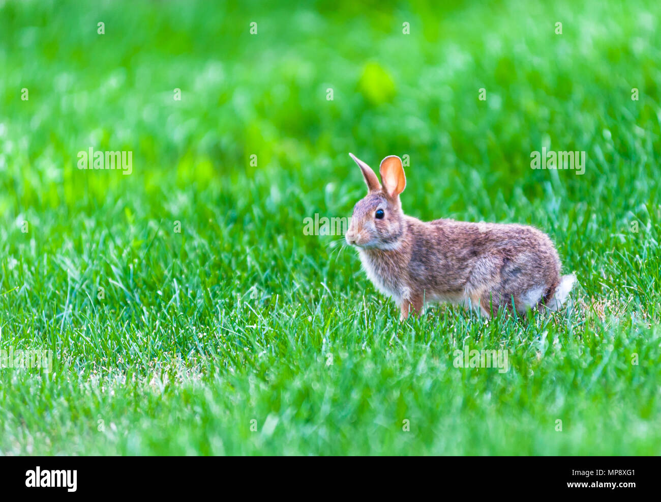 Focus sul coniglio selvatico camminare in alta erba verde. Foto Stock