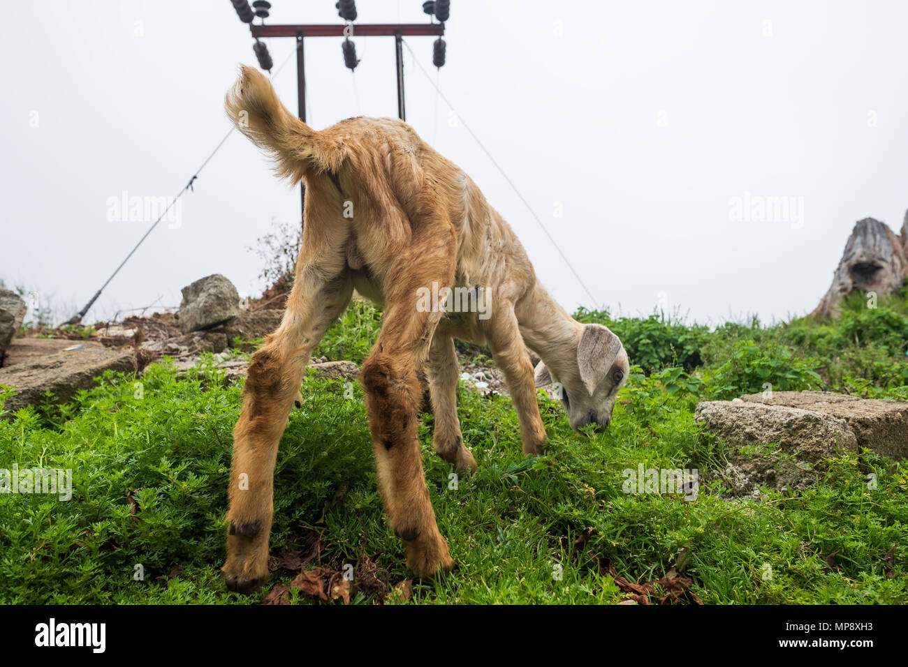 Immagine ravvicinata di capra con mazzetto di lussureggiante verde erba sul prato estivo Foto Stock