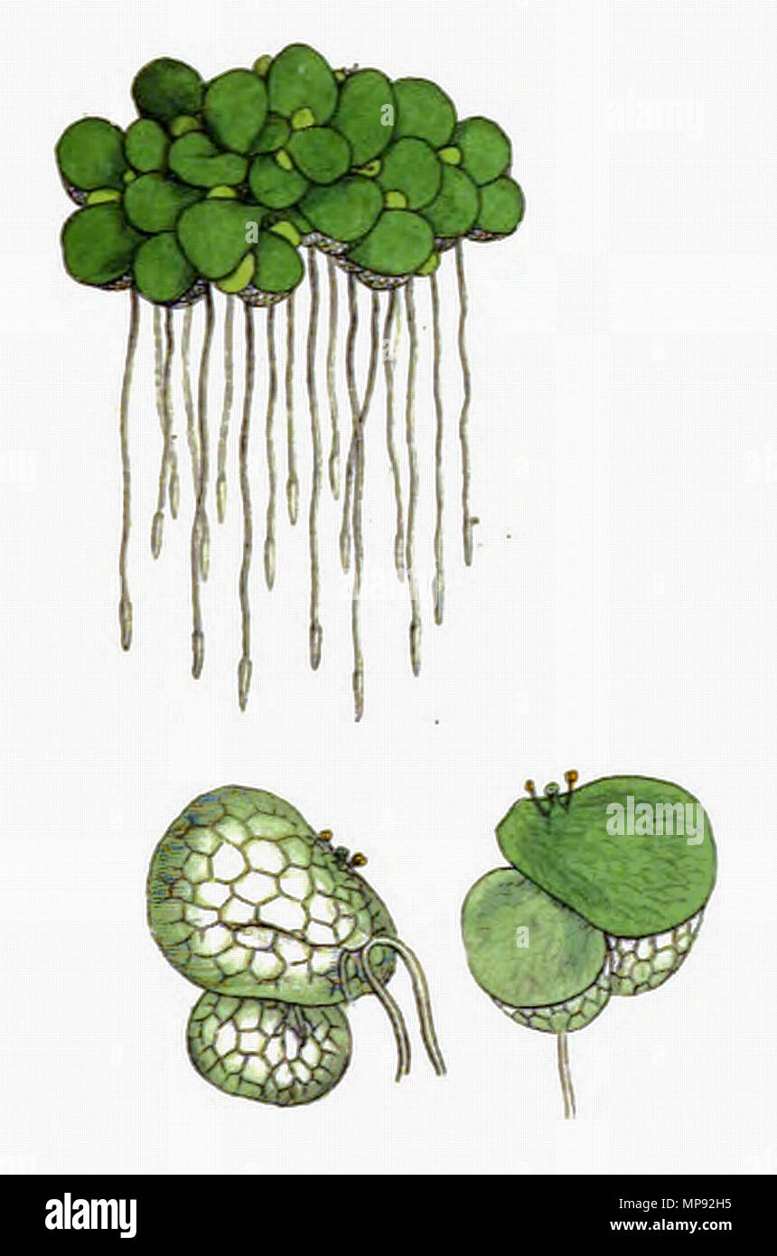 . Inglese: Lemna gibba . 1790. en:James Sowerby (d. 1822) 801 Lemna gibba BD Foto Stock
