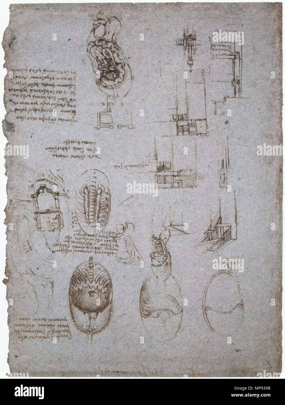 Inglese: Studi di Villa Melzi e studio anatomico 1513. 804 Leonardo da Vinci, studi di Villa Melzi e studio anatomico Foto Stock