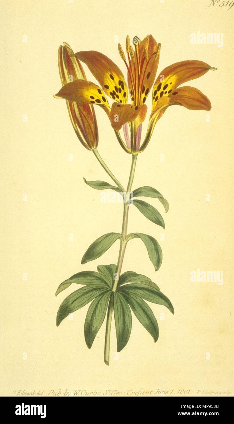 . Acquerello depictingLilium philadelphicum . 1801. Artista-Sydenham Edwards, Sansum John Sims editor 810 Lilium philadelphicum (lastre litografiche) Foto Stock