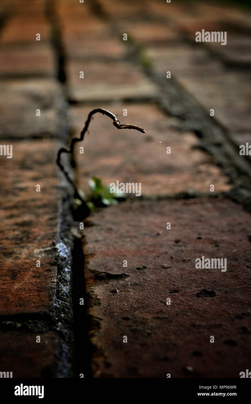 Una pianta solitaria cercando di prosperare in un ambiente poco probabile Foto Stock