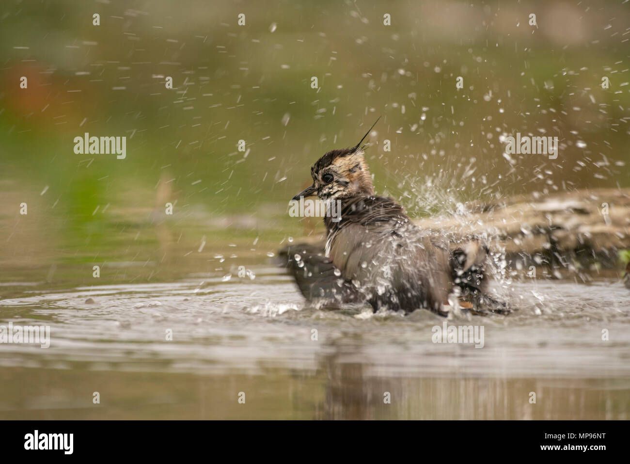 Pavoncella; Vanellus vanellus,la balneazione in poco profonde di bordo aScottish loch Foto Stock