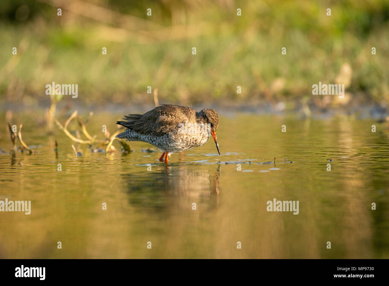 Redshank; Tringa totanus, la ricerca di cibo a bordo poco profonda di un loch,la molla in Scozia. Foto Stock