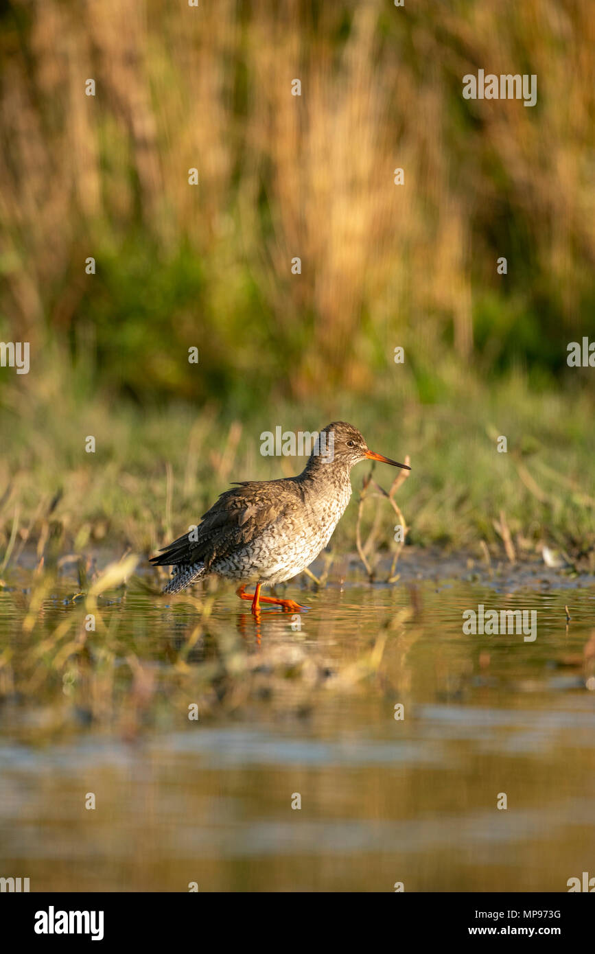 Redshank; Tringa totanus, la ricerca di cibo a bordo poco profonda di un loch,la molla in Scozia. Foto Stock