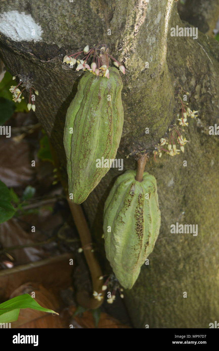 Baccelli di cacao Foto Stock