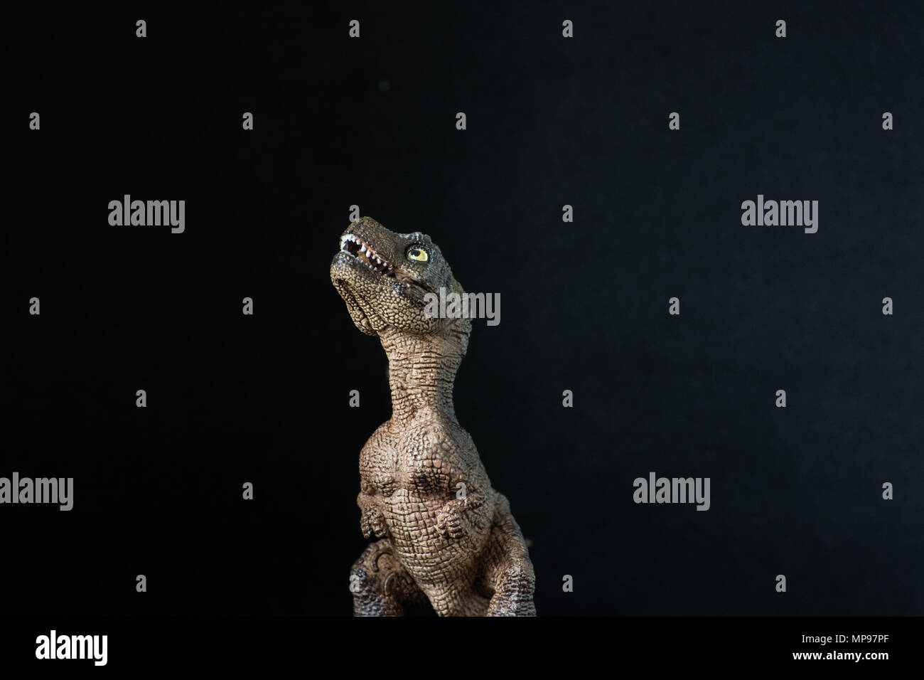 Baby Tyrannosaurus rex su sfondo nero Foto Stock