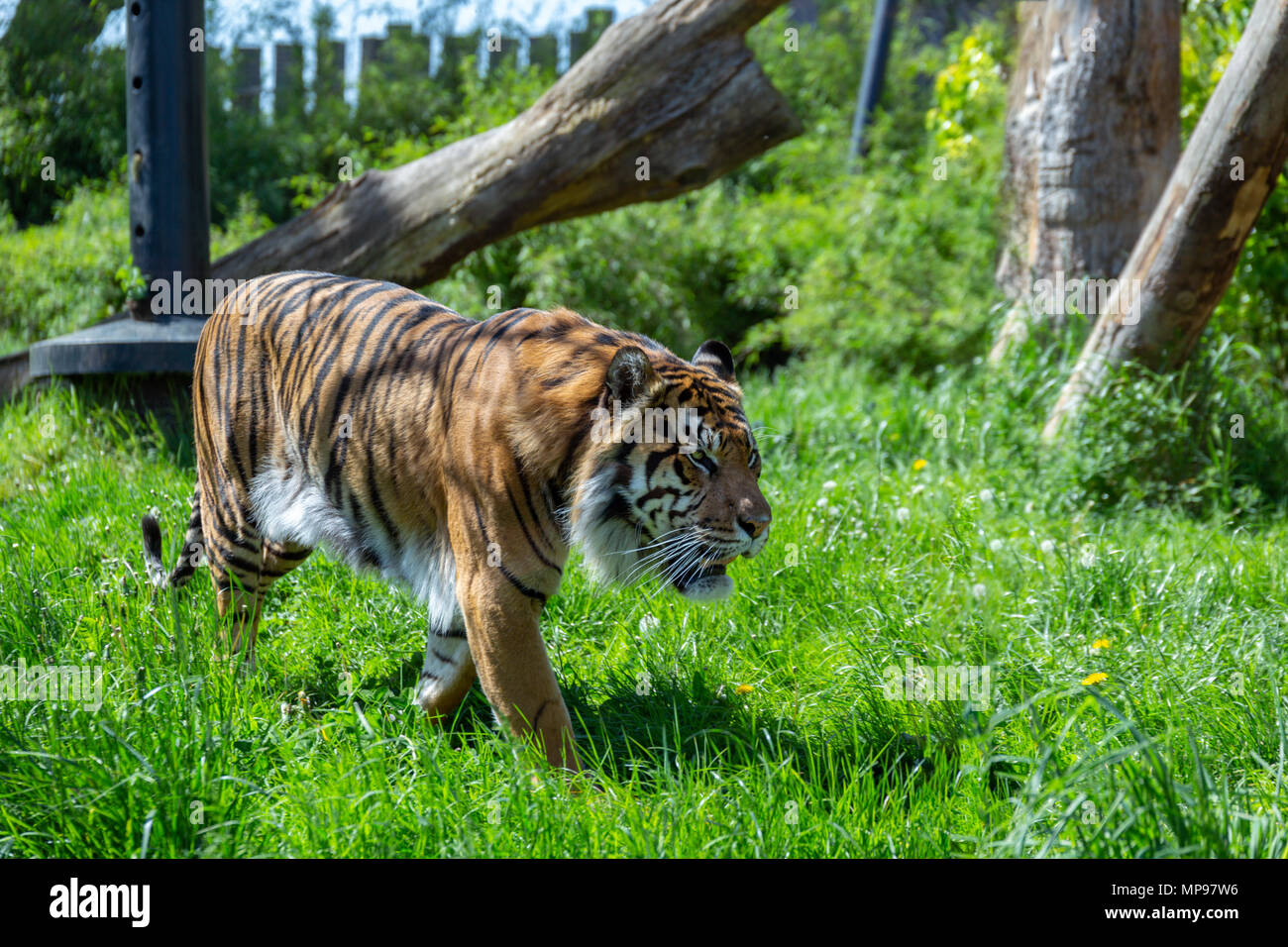 Un aggirava tigre di Sumatra (panthera tigris sumatrae). È una delle più piccole tigri e è criticamente minacciata di estinzione. Foto Stock