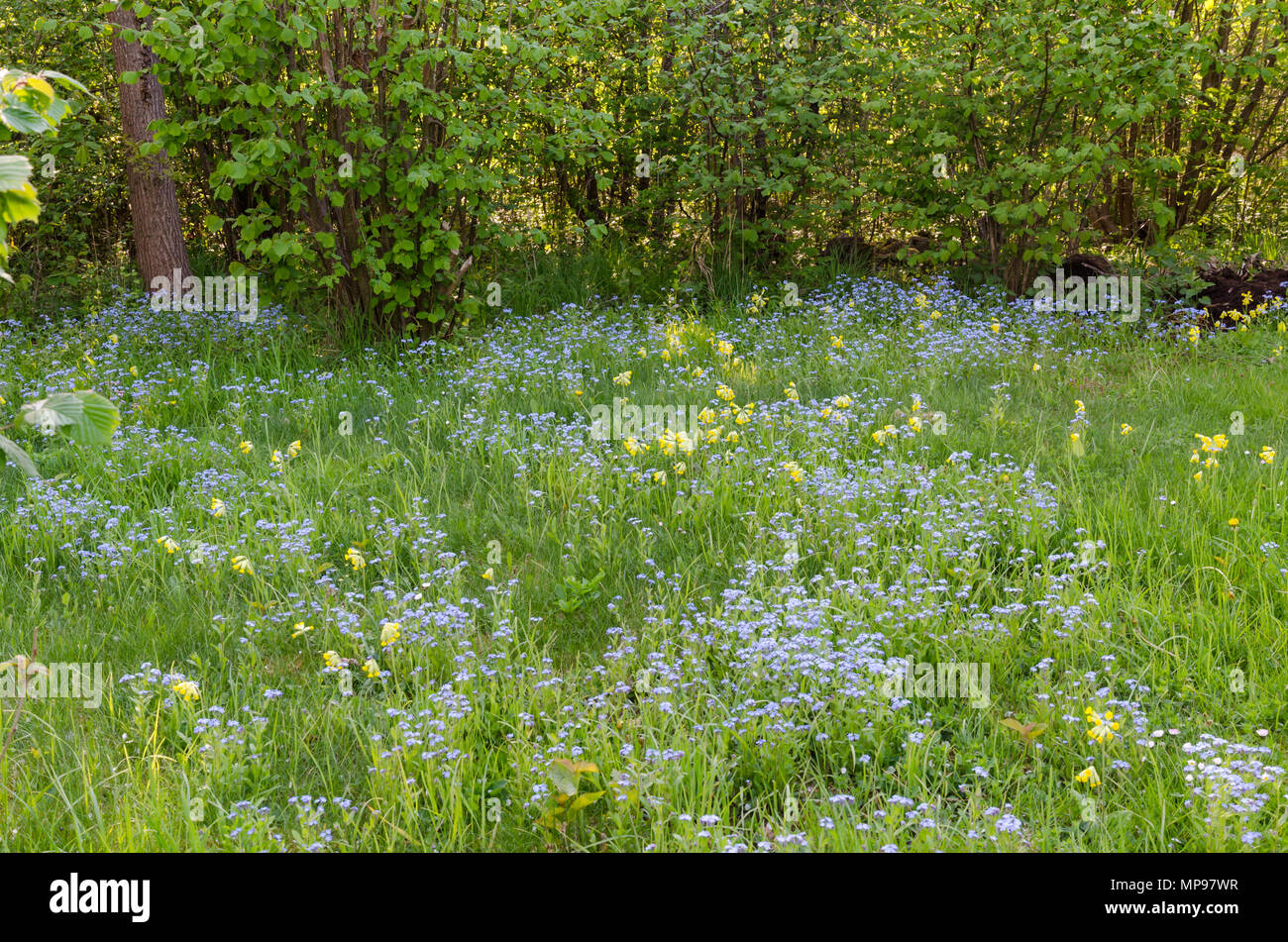Nuovo campo di primavera con blue dimenticare-me-poveri e cowslips giallo Foto Stock