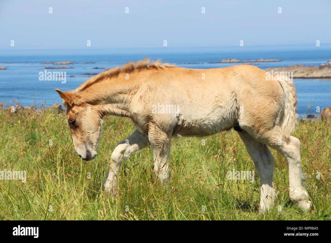 Trait Breton puledro in un campo in Bretagna Foto Stock