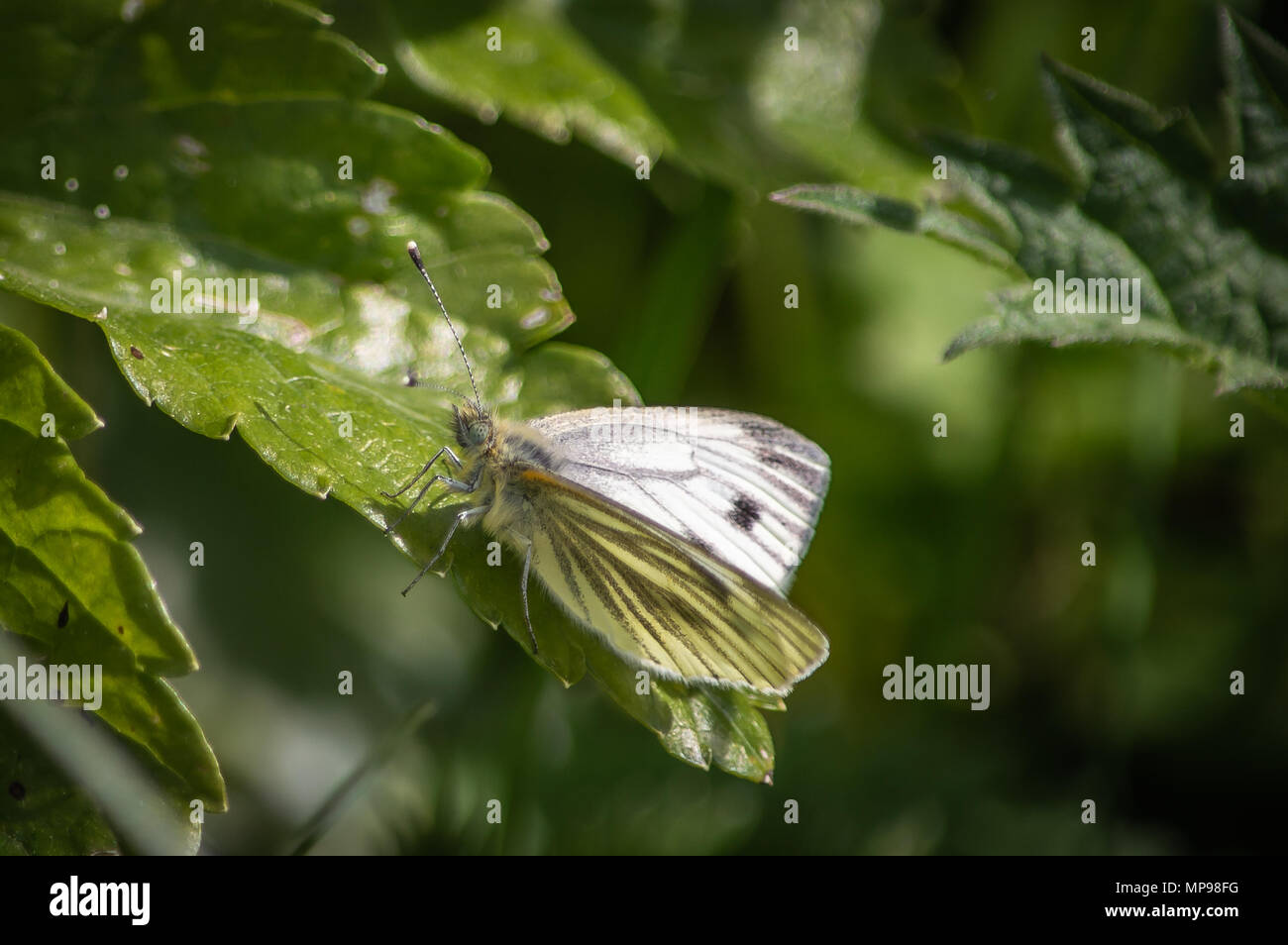 Verde-bianco venato farfalla su una foglia lucida Foto Stock