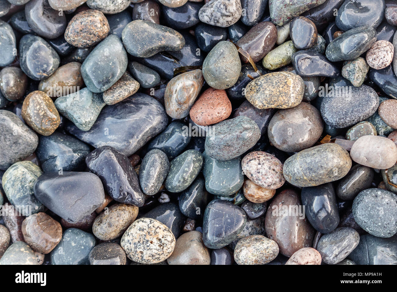 Lucidate per fluidità da onde e acqua, una ricca e variegata gamma di pietre su una spiaggia costiere sono lucide e bagnata dalla marea in uscita. Foto Stock