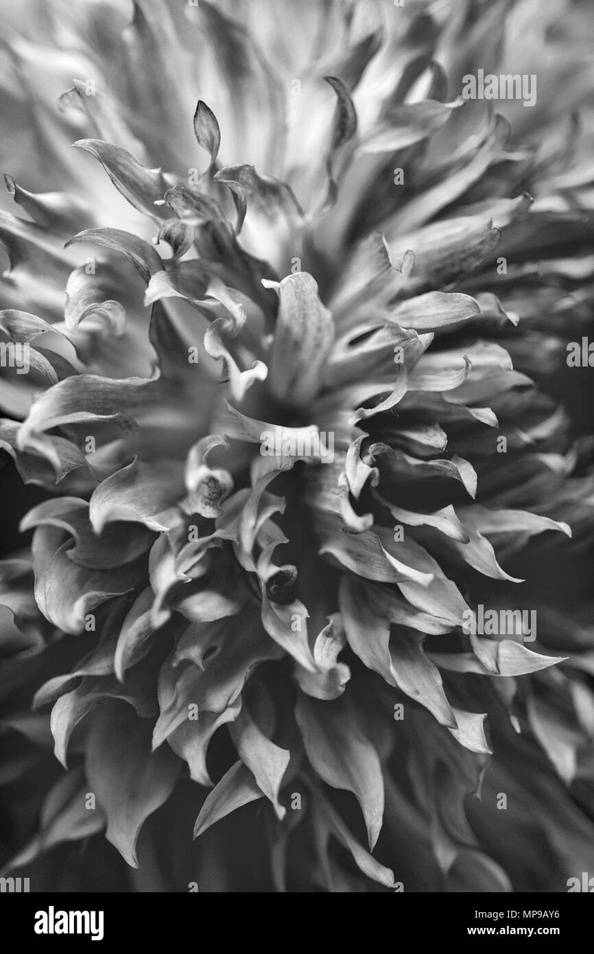 Una vista laterale dei petali di un giardino dahlia (Dahlia pinnata) crea un disegno astratto. Foto Stock