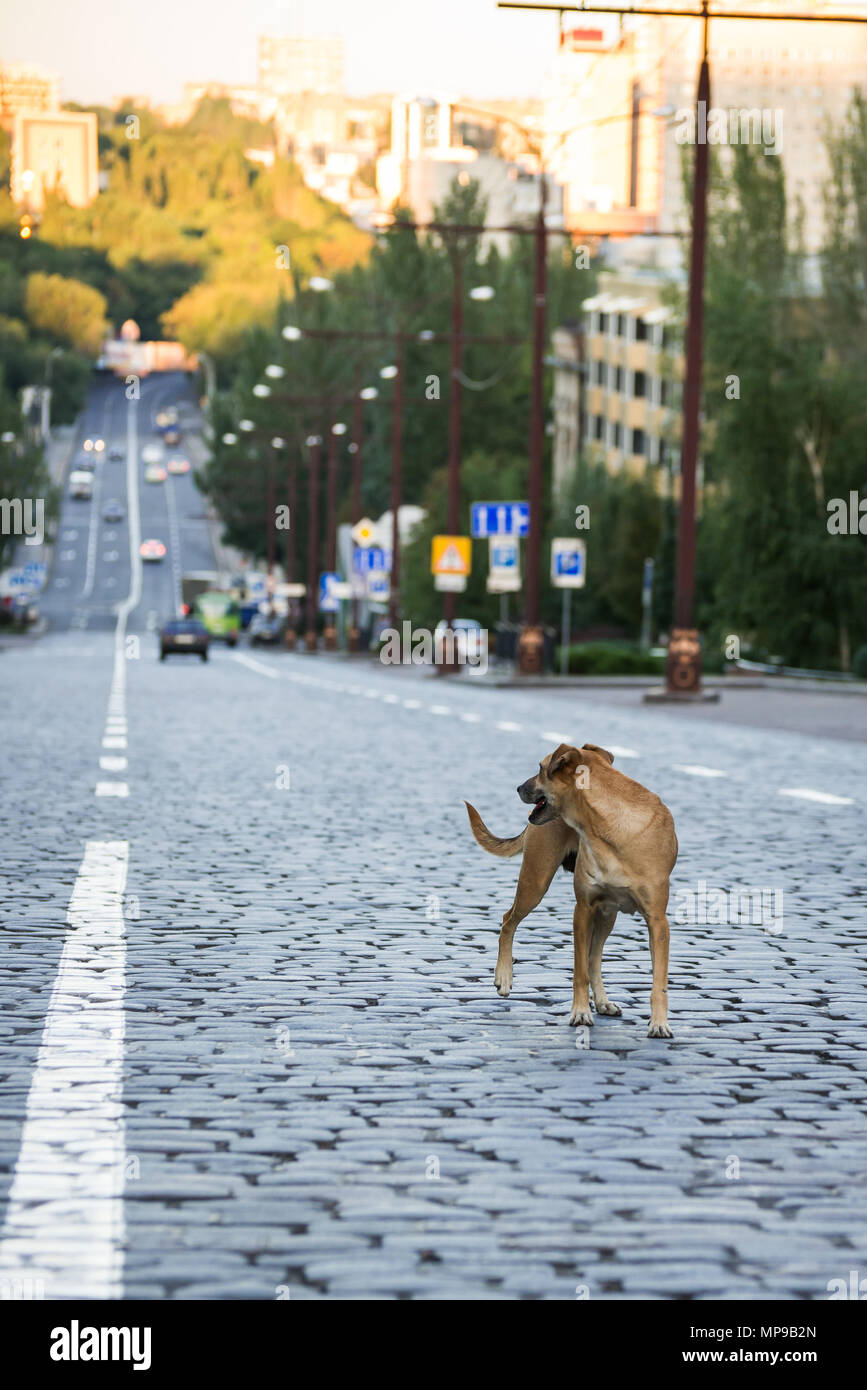 Un cane sulla carreggiata di una strada della città Foto Stock