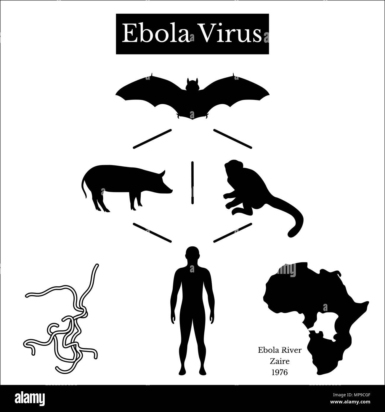 Virus Ebola. Infographics fonte di malattia. Bat flying fox, Pteropus lylei o Pteropodidae, suino, scimmia, uomo, virus, Mappa di Africa e lo Zaire. Black o Illustrazione Vettoriale