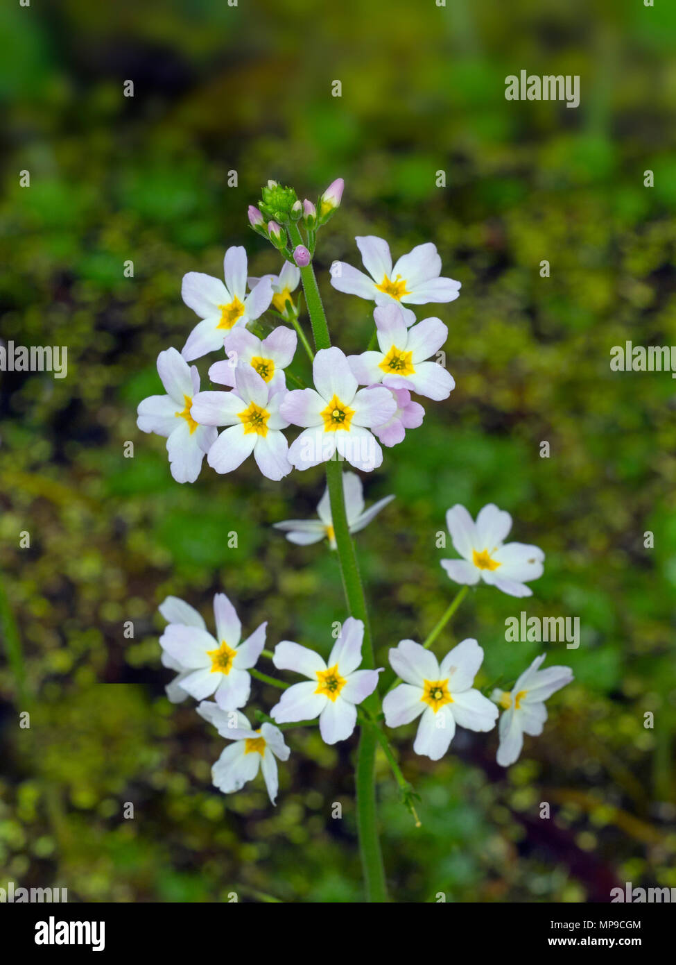 Acqua-viola palustris Hottonia County fiore di Huntingdonshire Foto Stock