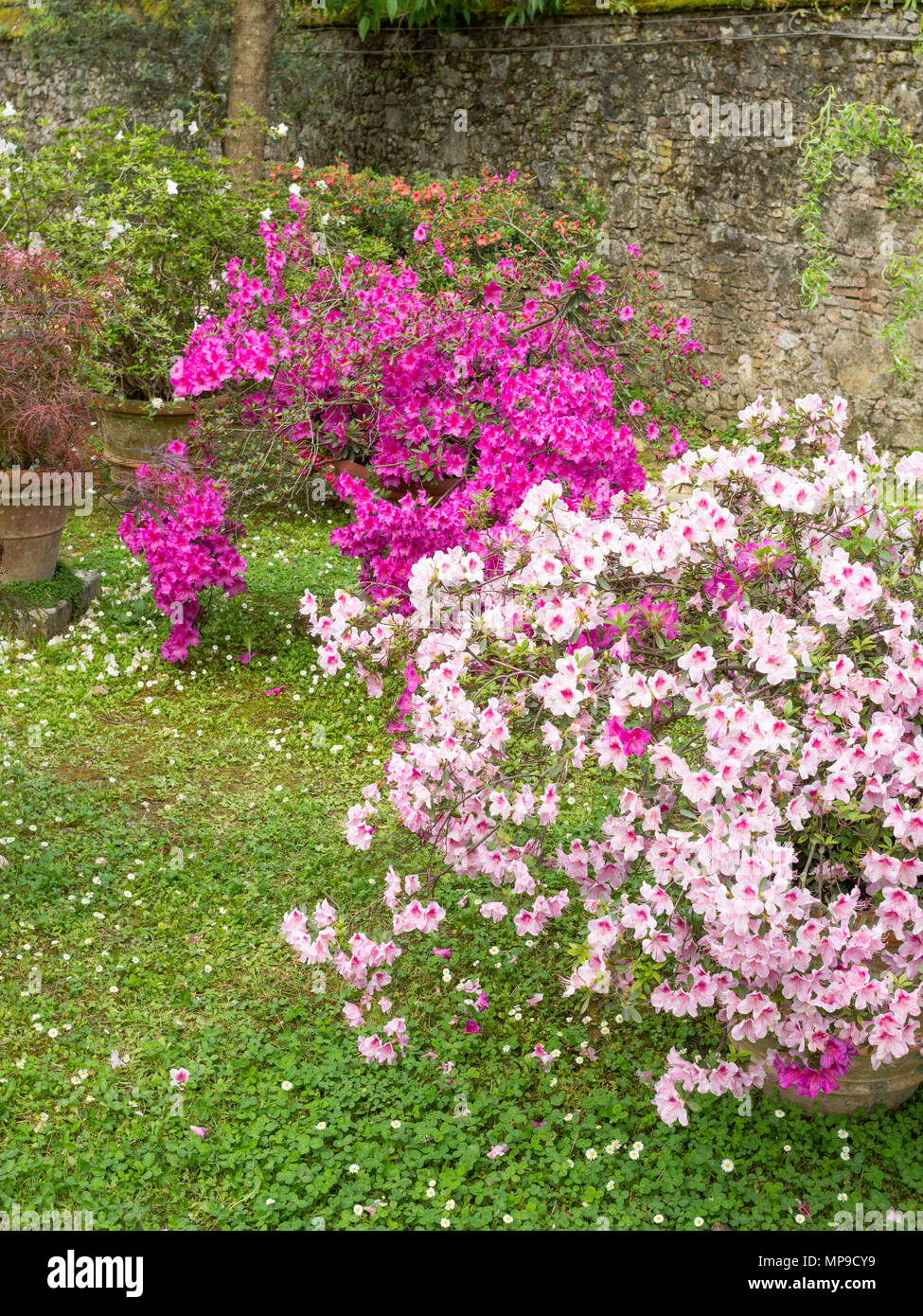 Azalee in fiore all'interno di Lucca Orto Botanico di Lucca, Toscana, Italia, Europa Foto Stock