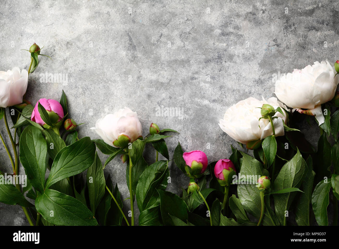 Le Peonie su sfondo grigio, fiori Foto Stock